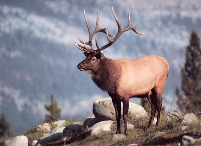 Elk in a terrestrial ecosystem