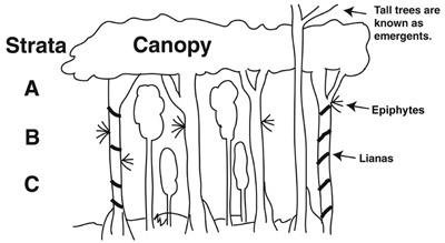 Stratification in tropical wet forests