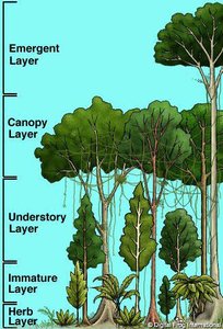 Diagram of forest strata and canopy