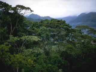 Emergent layer in tropical forest