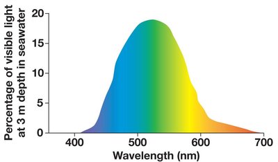 Wavelengths of visible light at 3 m depth in seawater