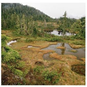 Examples of bogs, marshes, and swamps
