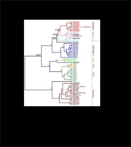 General Biology Orca Speciation Study Guide | Biology Study Guide | Notes