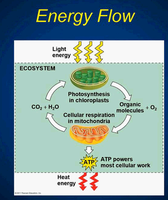 Energy flow diagram showing photosynthesis and cellular respiration