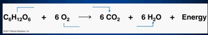 Cellular respiration equation