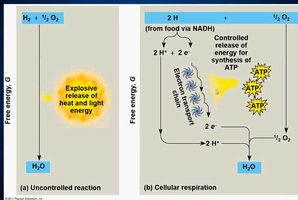 Controlled energy release in cellular respiration
