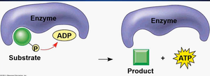 Substrate-level phosphorylation diagram