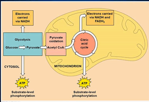 Stages of cellular respiration diagram