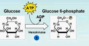 Glucose phosphorylation in glycolysis