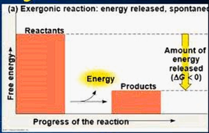 Exergonic reaction energy diagram