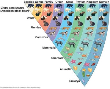 Taxonomic hierarchy from species to domain using the American black bear as an example