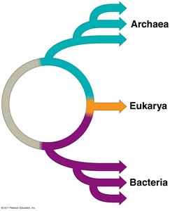 Ring of Life model showing relationships among Archaea, Bacteria, and Eukarya