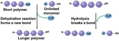Dehydration and hydrolysis reactions in polymer formation and breakdown