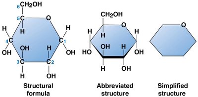 Ring and linear forms of glucose