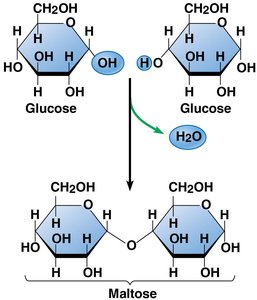 Formation of maltose from two glucose molecules