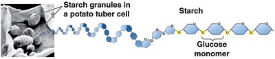 Starch structure and granules in potato tuber cell