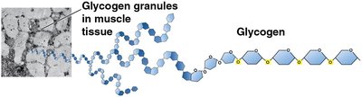Glycogen structure and granules in muscle tissue