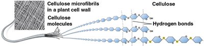 Cellulose structure and microfibrils in plant cell wall