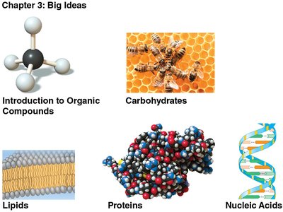 Chapter 3: Big Ideas - Overview of organic compounds, carbohydrates, lipids, proteins, and nucleic acids