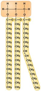 Structure of a triglyceride (fat molecule)