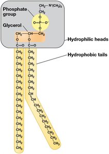 Structure of a phospholipid