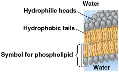 Phospholipid bilayer in cell membrane