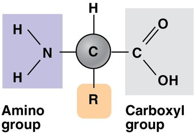 General structure of an amino acid
