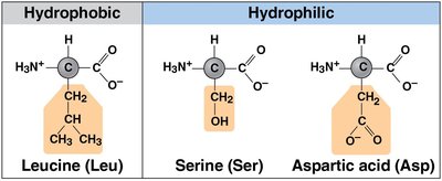Examples of hydrophobic and hydrophilic amino acids
