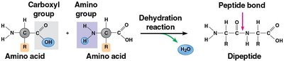 Formation of a peptide bond between amino acids