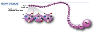 Primary structure of a protein