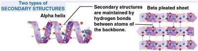 Secondary structure: alpha helix and beta pleated sheet