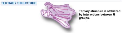 Tertiary structure of a protein