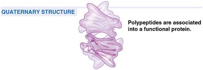 Quaternary structure of a protein