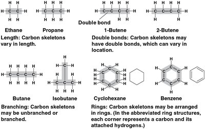 Types of carbon skeletons: length, branching, double bonds, rings
