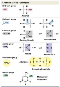 Table of important chemical groups of organic compounds