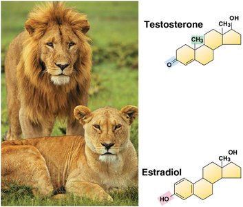 Testosterone and estradiol: differences in functional groups