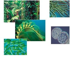 Examples of photosynthetic organisms: plants, algae, unicellular eukaryotes, cyanobacteria, purple sulfur bacteria