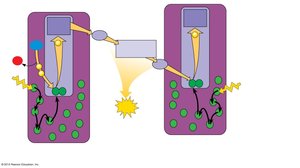 Electron flow from PS II to PS I