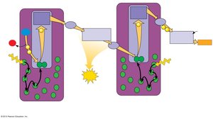 Electron flow to NADP+ and formation of NADPH