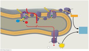 Summary diagram of light reactions and chemiosmosis