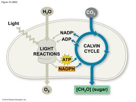 Overview of the Calvin cycle