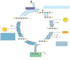 Detailed steps of the Calvin cycle