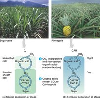 Comparison of C4 and CAM plant adaptations