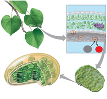 Diagram showing leaf structure, chloroplasts, and stomata