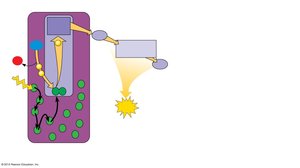 Electron transport chain and ATP synthesis