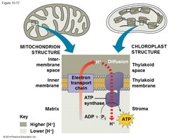 Chemiosmosis and ATP synthesis in chloroplasts