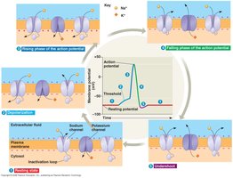 neuron cartoon