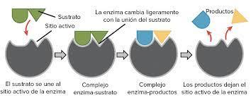 Modelo de ajuste inducido de la acción enzimática