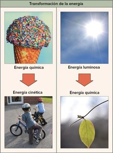 Caricatura de persona caminando, mostrando conversión de macromoléculas complejas en CO2, H2O, energía cinética y calor