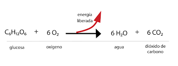Ecuación de la respiración celular